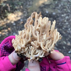 Ramaria acrisiccescens