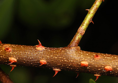 Zanthoxylum asiaticum