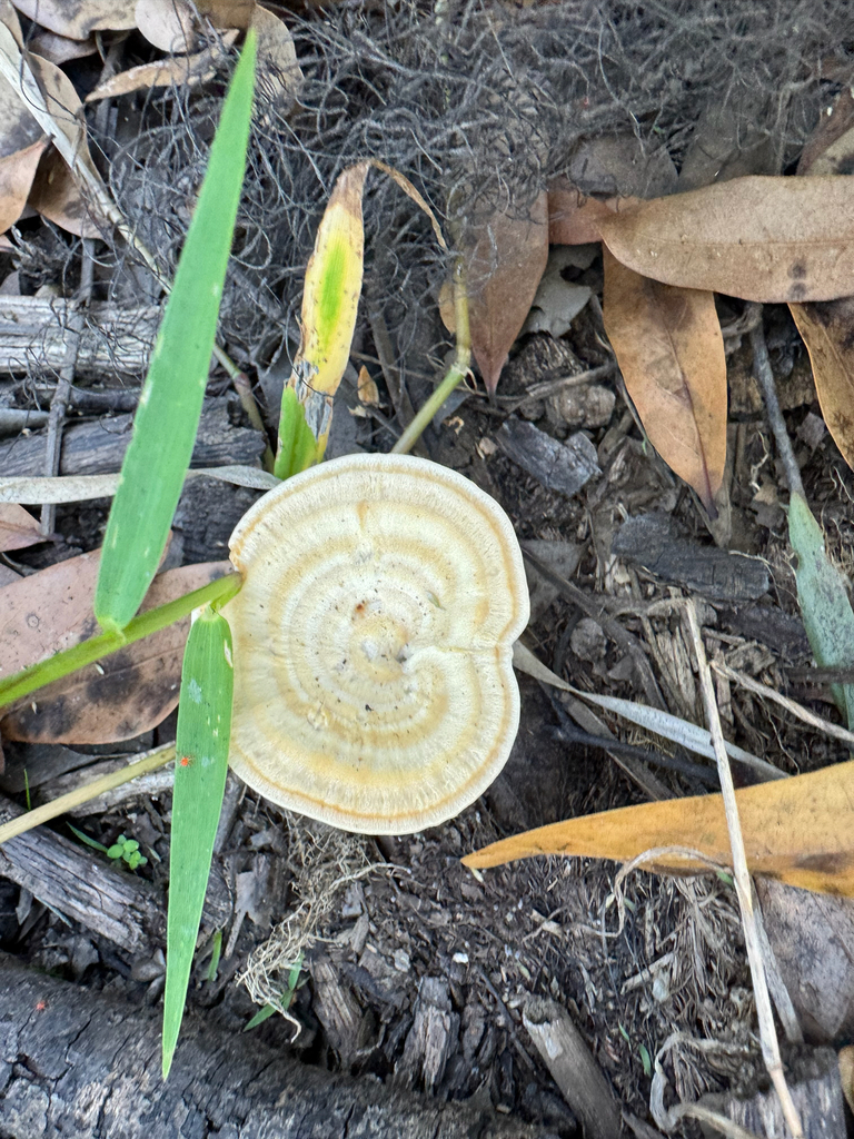 Flabellophora obovata