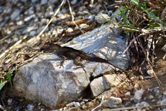Anolis jubar oriens