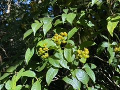 Palicourea valeriana