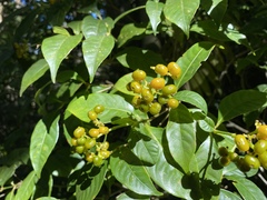 Palicourea valeriana