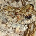 Peters' Four-eyed Frog - Photo (c) Bruno Cardoso, some rights reserved (CC BY-NC), uploaded by Bruno Cardoso