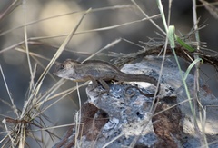 Anolis jubar oriens