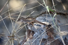 Anolis jubar oriens