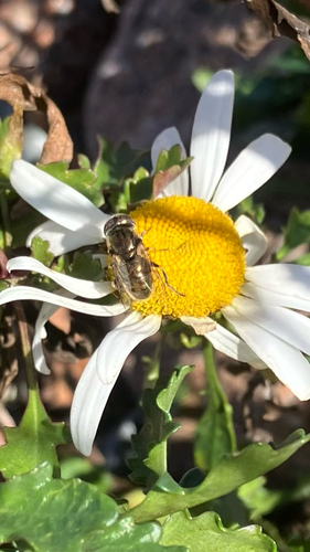 Unknown species found near Park Loop Rd, Bar Harbor, ME, US