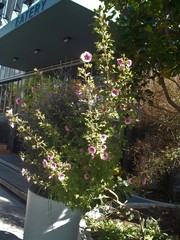 Anisodontea capensis