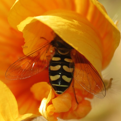 Unknown species found near Rillito, Tucson, AZ, USA