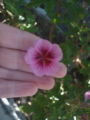 Anisodontea capensis