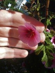 Anisodontea capensis