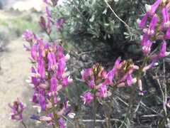 Astragalus casei