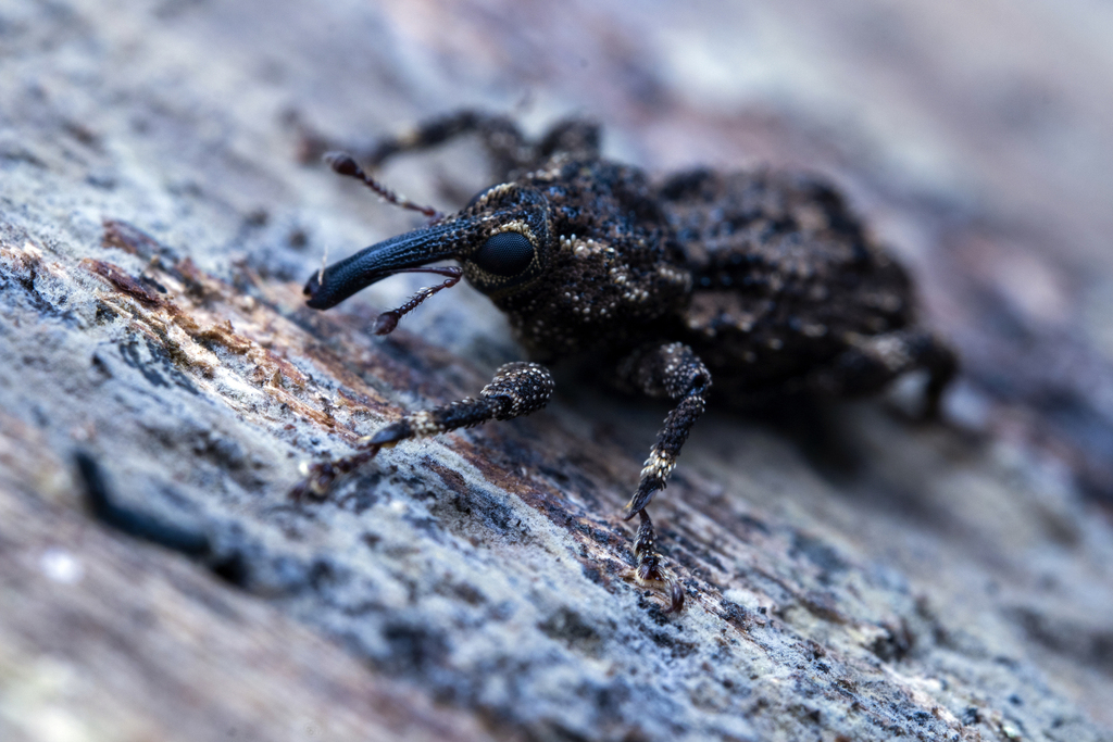 Laccoproctus