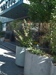 Anisodontea capensis