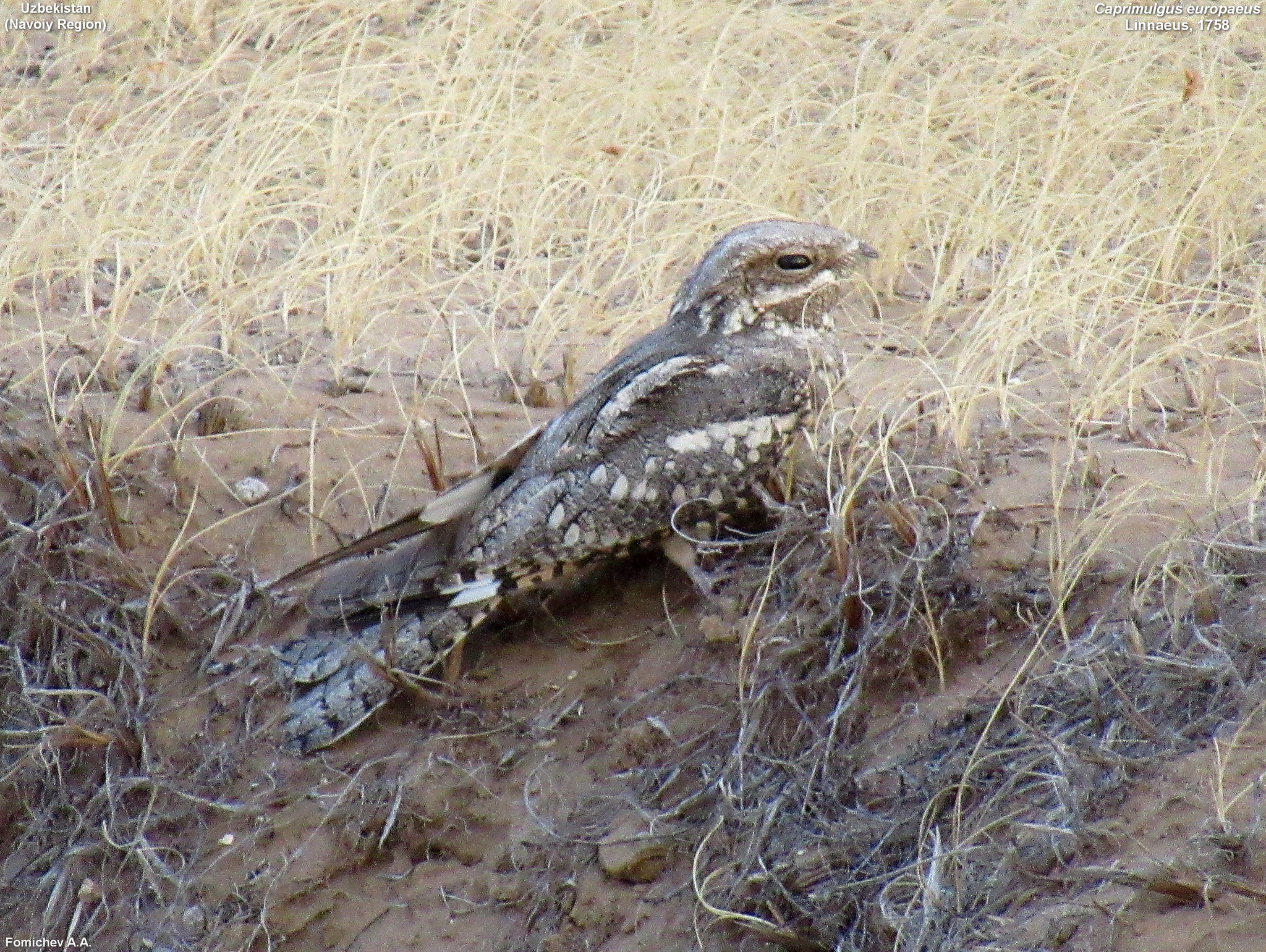 European Nightjar