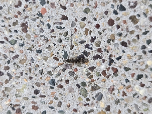 Unknown species found near Prospect & Mason, Milwaukee, WI 53202, USA