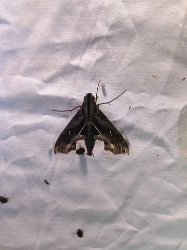 Hemeroplanes triptolemus