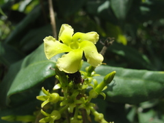 Prestonia coalita