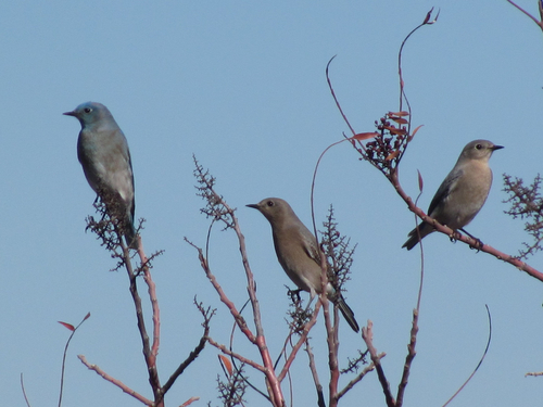 Mountain Bluebird