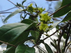 Prestonia coalita