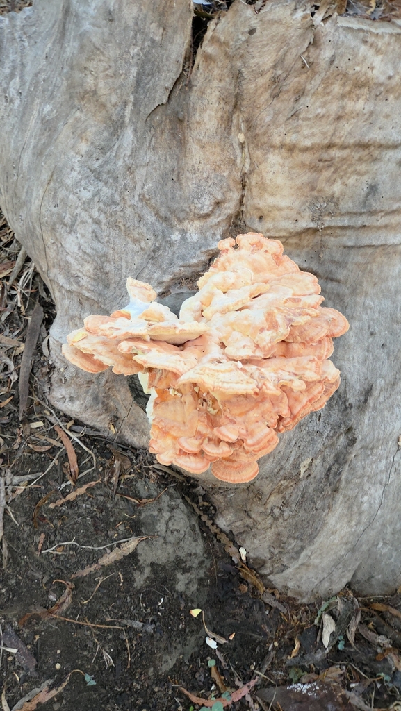 Laetiporus gilbertsonii · October 2025 · photo: © manda240 (iNaturalist, cc0)