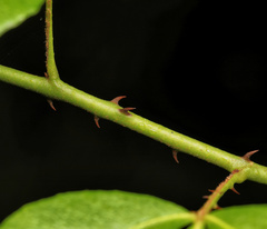 Zanthoxylum asiaticum