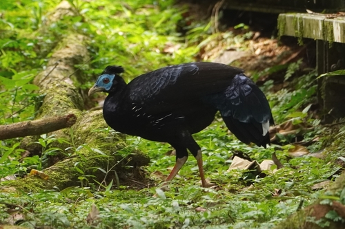 Malayan Crested Fireback (Lophura rufa), photo 10
