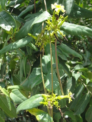 Prestonia coalita