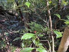 Psychotria subsessilis