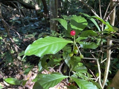 Psychotria subsessilis