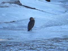 Phalacrocorax carbo image
