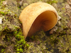 Crepidotus nephrodes