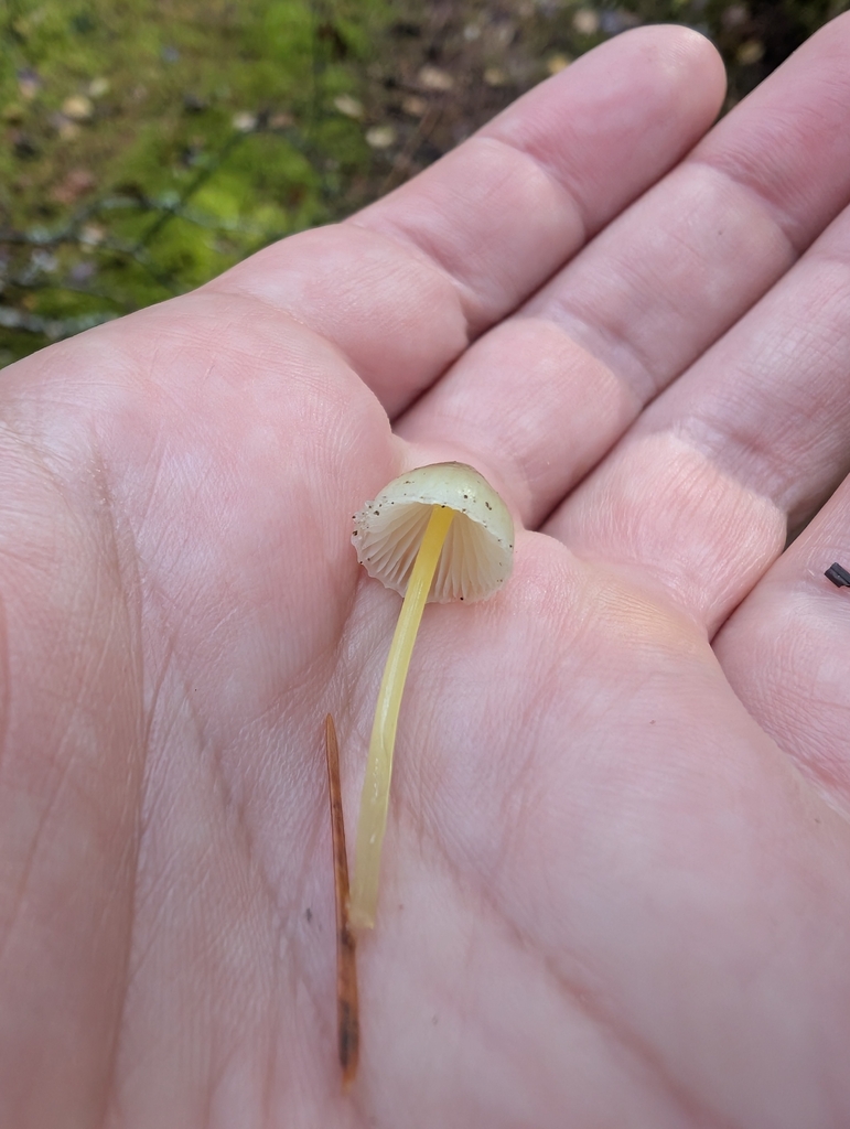 Mycena epipterygia · October 2025 · photo: © simonele (iNaturalist, cc-by)