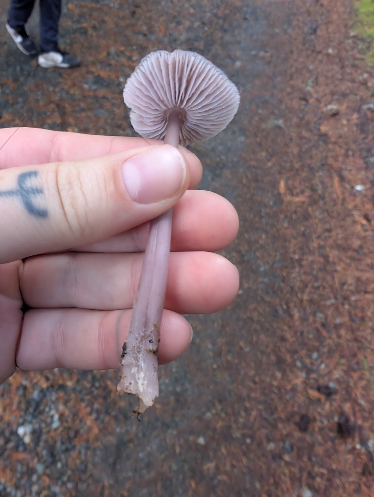 Mycena pura · October 2025 · photo: © simonele (iNaturalist, cc-by)