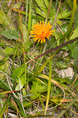 Crepis aurea
