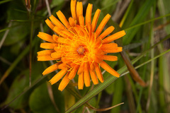 Crepis aurea