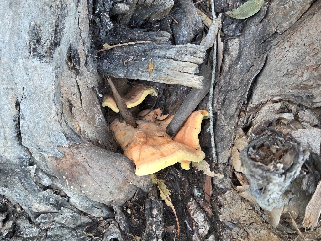 Laetiporus gilbertsonii · October 2025 · photo: © manda240 (iNaturalist, cc0)