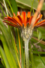 Crepis aurea