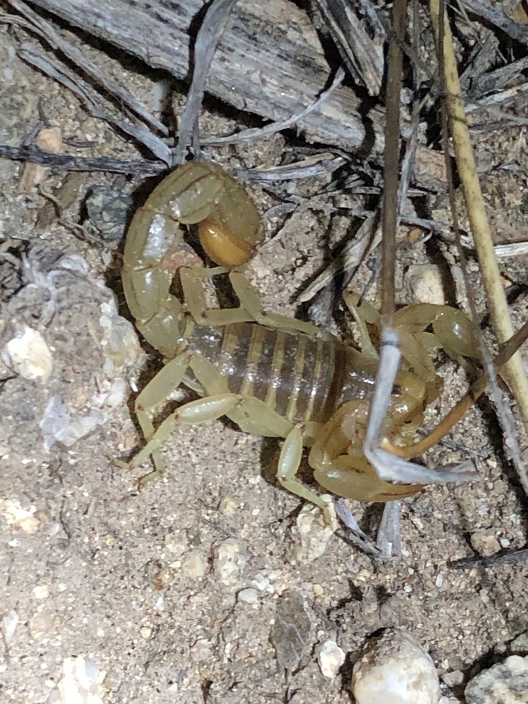 Arizona stripedtail scorpion