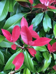 Photinia × fraseri