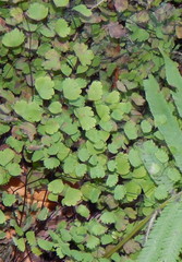Adiantum poiretii