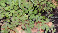 Adiantum poiretii
