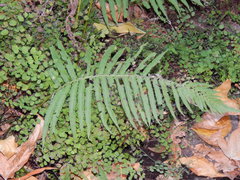 Adiantum poiretii
