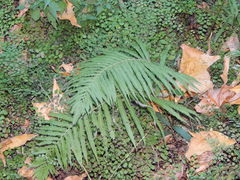 Adiantum poiretii