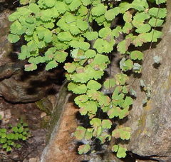 Adiantum poiretii