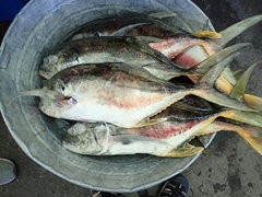 Caranx caninus