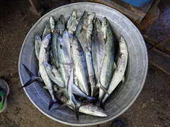 Scomberomorus sierra