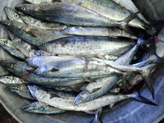 Scomberomorus sierra