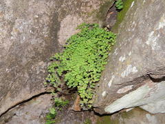 Adiantum poiretii