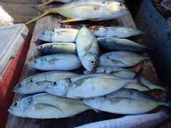 Caranx caballus