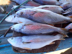 Cynoscion reticulatus